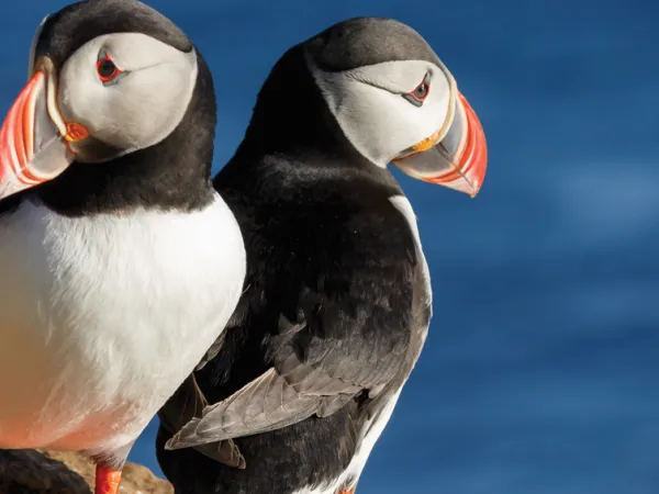 Newfoundland - puffin